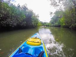 deeper into platanares mangroves in puerto jimenez