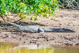 crocodile sunbathing on the sand tamarindo estuary