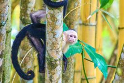 white face behind tree 5
