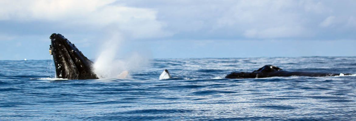 dominical surf dive snorkel humpback whales 1