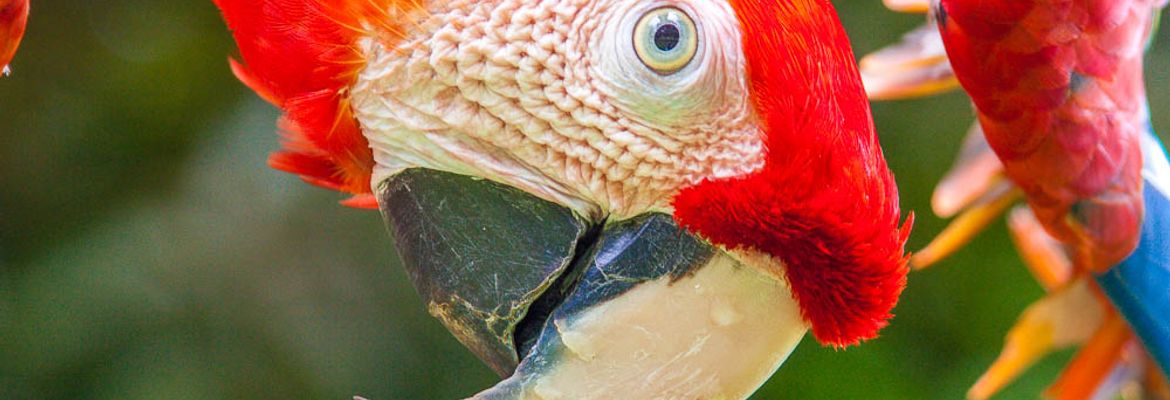 scarlet macaw ara macao