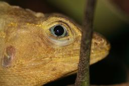 common basilisk basiliscus barra del colorado 1