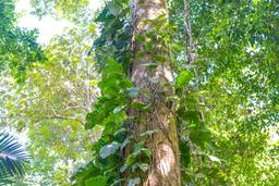 trees on rio claro trail sirena ranger station corcovado national park