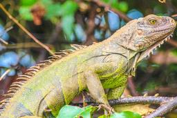 iguana close up perched on sierpe mangler