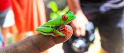 A red eyed green tree frog perches on a guide's finger at Evergreen Lodge on September 25, 2013.