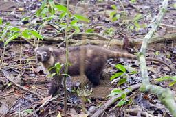 coati roaming around the sirena ranger station