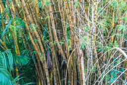 bambu tree on the riverbanks sierpe mangler