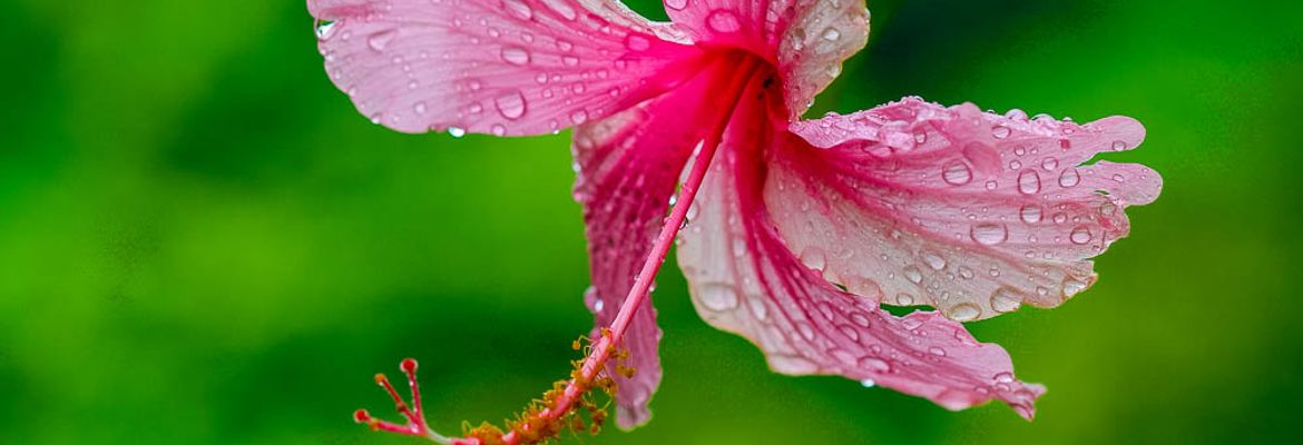 pink hibiscus casa de orquideas 1