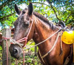horse face close up horseback riding rappelling rancho tropical matapalo costa rica