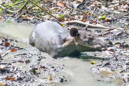 tapir sirena ranger station corcovado national park 47