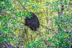 termite home perched on a mangrove branch on tamarindo estuary
