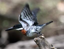 A male Amazon kingfisher, differentiated by their red coloration, in flight on March 11, 2013.