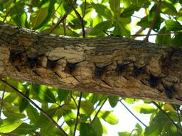 manglar isla mangrove kayak long nosed bats 6