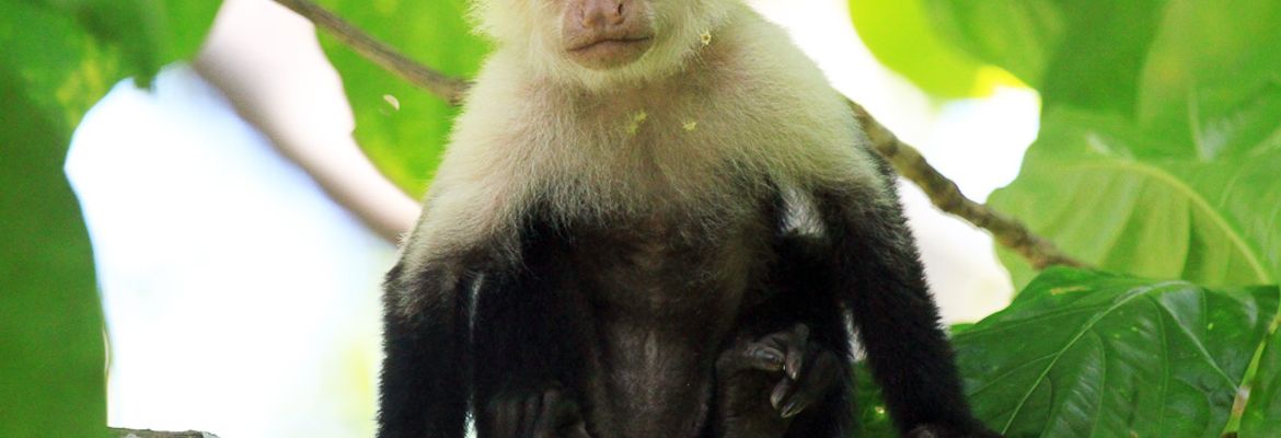 A capuchin monkey sits in a tree inside Cahuita National Park on Oct. 12, 2013.
