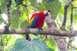 macaw standing on a tree branch sierpe mangler