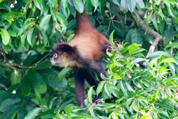 spider monkey at san pedrillo ranger station corcovado national park