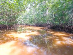 amaretto water canal in the tamarindo estuary