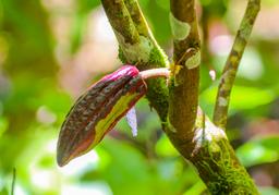 cacao fruit attached to a tree finca kobo chocolate tour