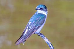 bird yes sierpe mangler