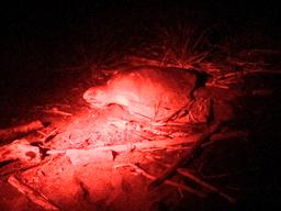 olive ridley side angle camaronal 2