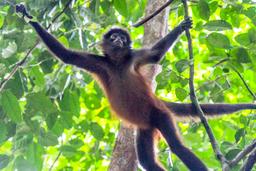 spider monkey holding on tree branches in sirena ranger station corcovado