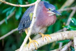 green heron on a branch sierpe mangler