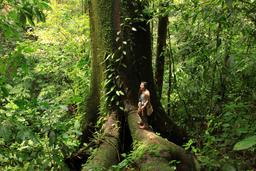 A volunteer at Hacienda Baru stands on the roots of an enormous kapok tree on August 21, 2013. Researches from Hacienda Baru estimate this tree to be around 500 years old.
