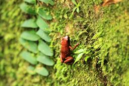 gandoca manzanillo wildlife refuge strawberry poison dart frog 2